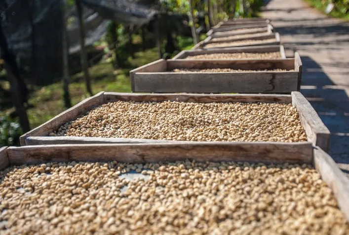 Colheita de café da Cooxupé atinge 47,3% e avança em Minas Gerais e São Paulo