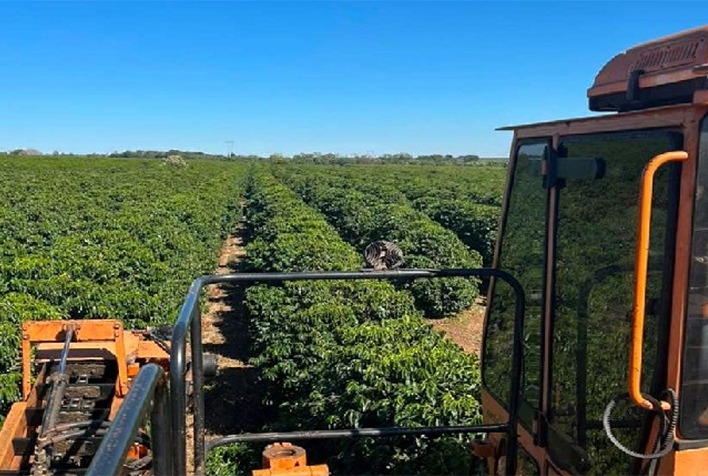 Colheita de café no Cerrado Mineiro avança para 51%, mas atraso preocupa produtores