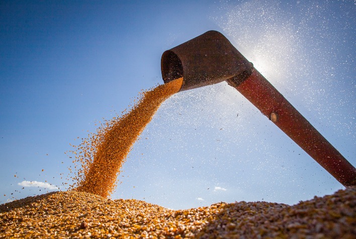 Colheita do milho safrinha atinge 49% no Centro-Sul com Mato Grosso em alta
