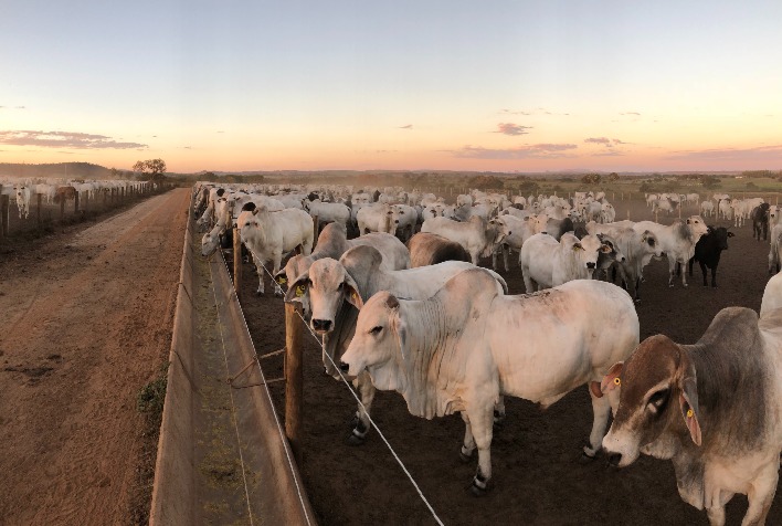 Confinamento bovino aumenta eficiência alimentar e acelera abate na pecuária de corte
