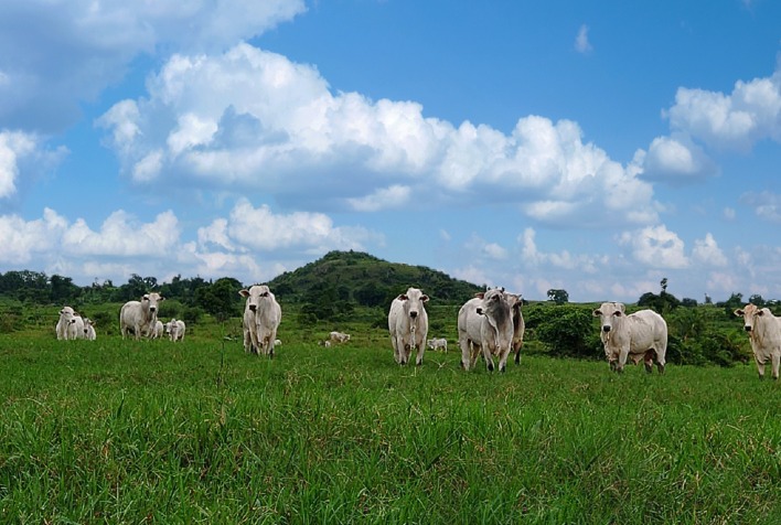 Controle de parasitas em bovinos se intensifica com pastagens de inverno no RS