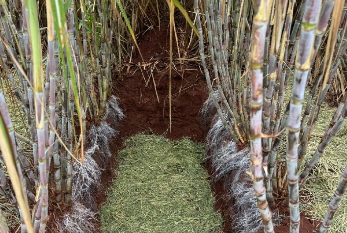 Coopercitrus Expo 2026 apresenta inovações em fungicidas e soluções para o agronegócio