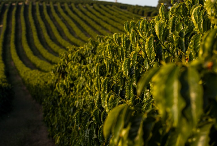Cooxupé realiza Fórum Café e Clima para debater impactos climáticos na cafeicultura