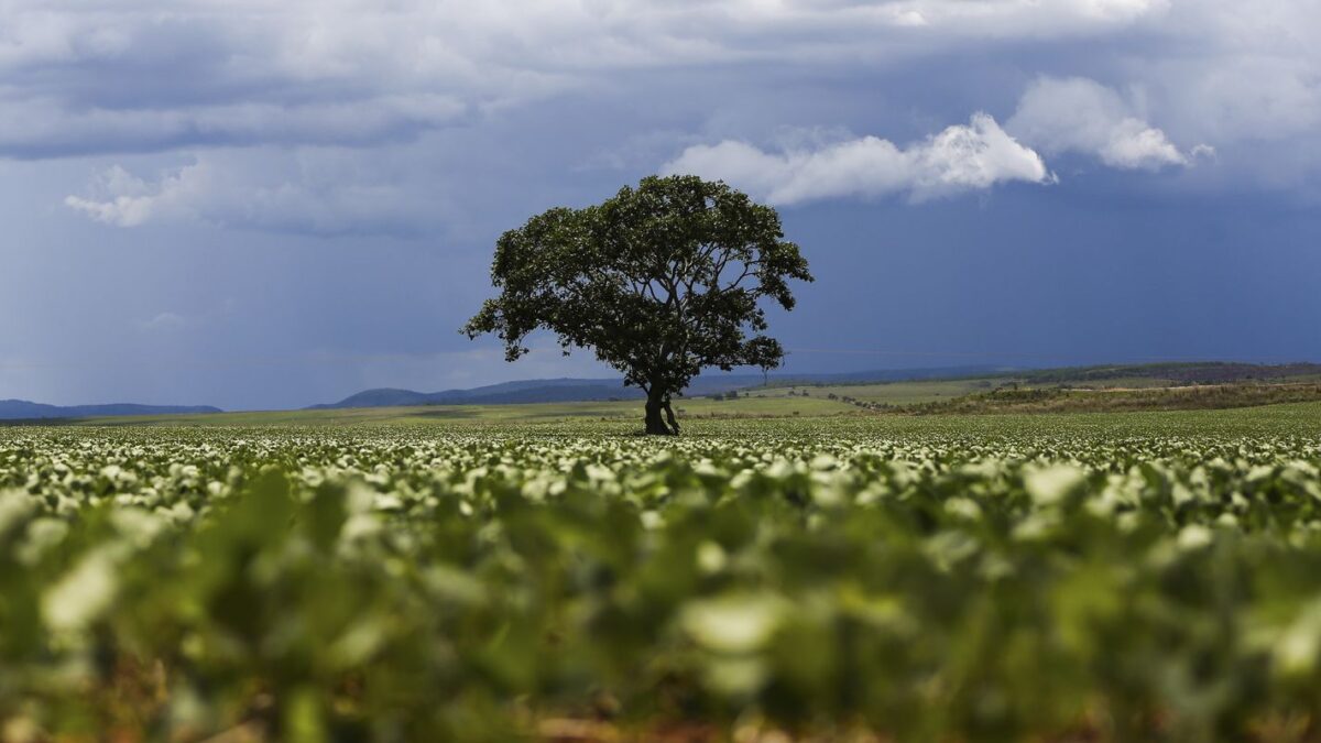 Crédito rural destina R$ 92,4 bilhões a áreas com alertas ambientais no Brasil