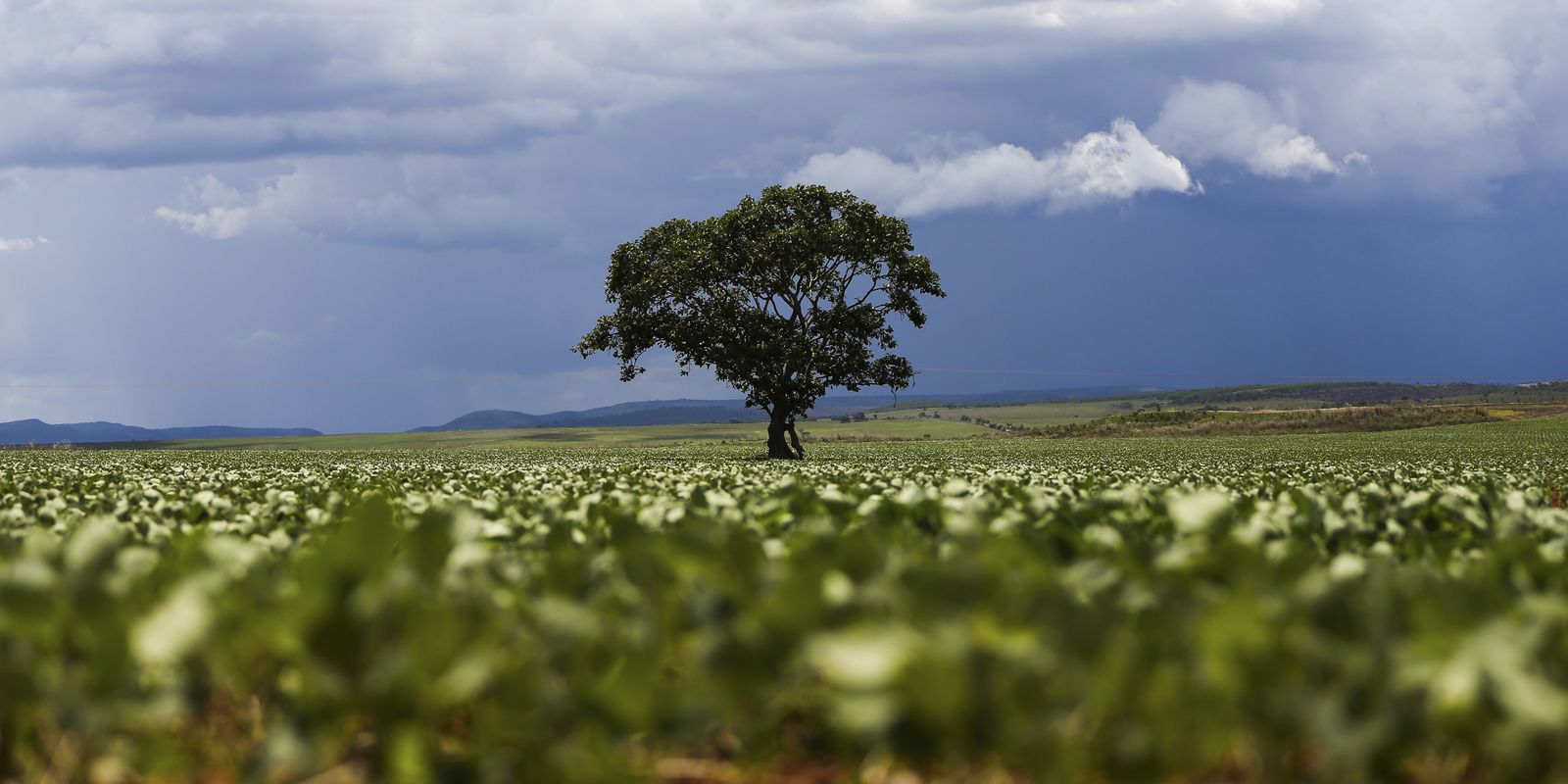 Crédito rural destina R$ 92,4 bilhões a áreas com alertas ambientais no Brasil