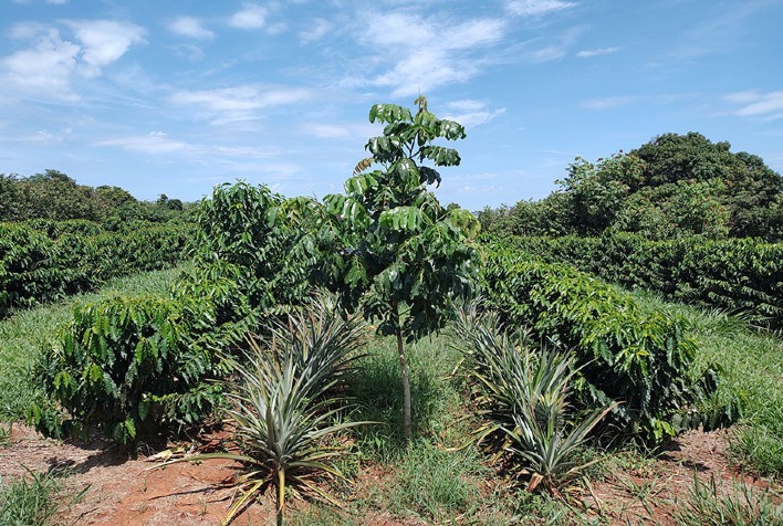 Cultivo consorciado de baru e café irrigado promete aumentar renda no Cerrado