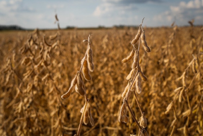 Custo da soja em Mato Grosso atinge R$ 4,3 mil por hectare com pressão climática e de insumos