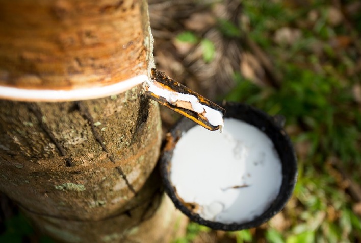 Custo de importação da borracha natural sobe 7,5% e pressiona mercado brasileiro