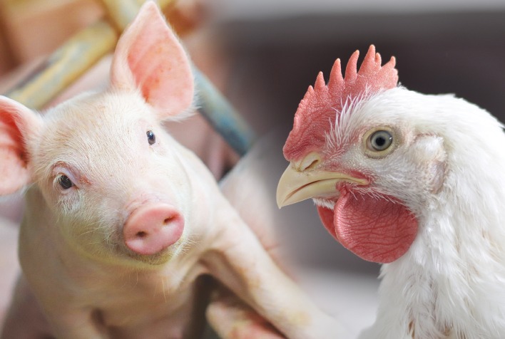 Custo de produção do frango sobe no Paraná e do suíno recua em SC em junho