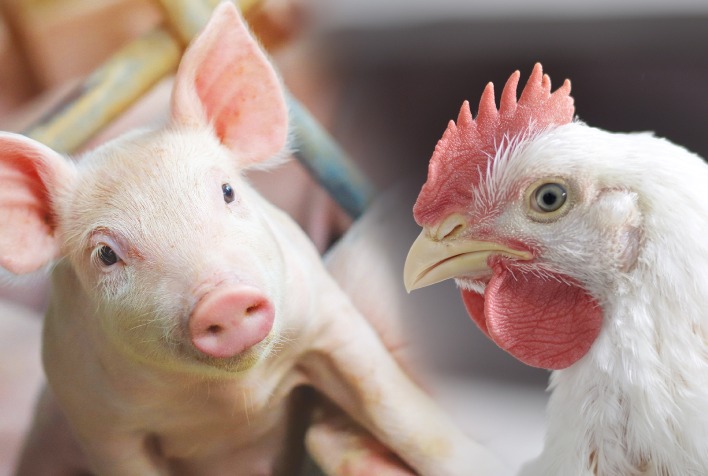 Custos de produção de frangos e suínos em 2026 exigem eficiência das agroindústrias