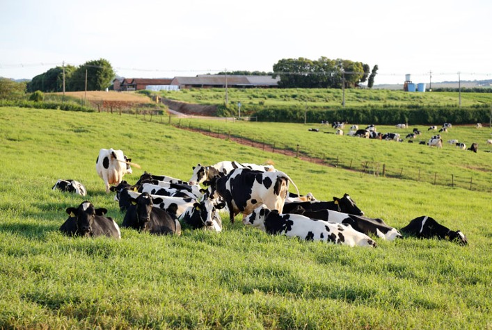 Custos de produção de leite caem em maio, mas preço ao produtor despenca 9%