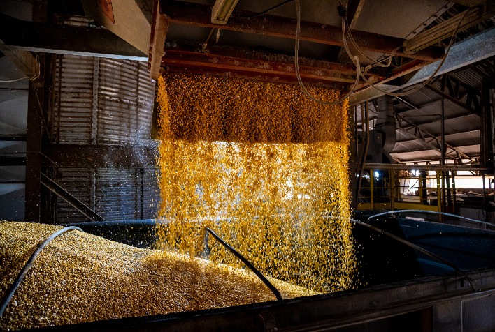 DDG de milho ganha destaque em Mato Grosso e valoriza agronegócio brasileiro