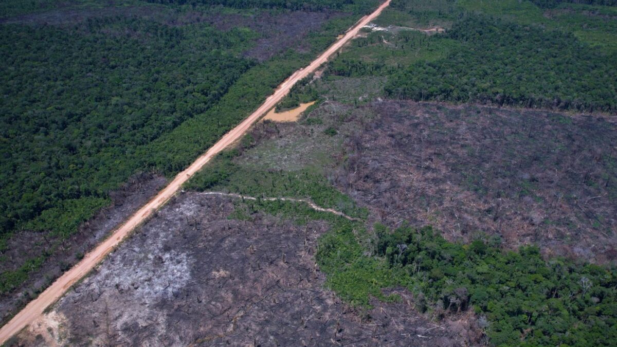 Desmatamento na Amazônia cai 10% em 2026, mas EUA criticam Brasil por tarifas