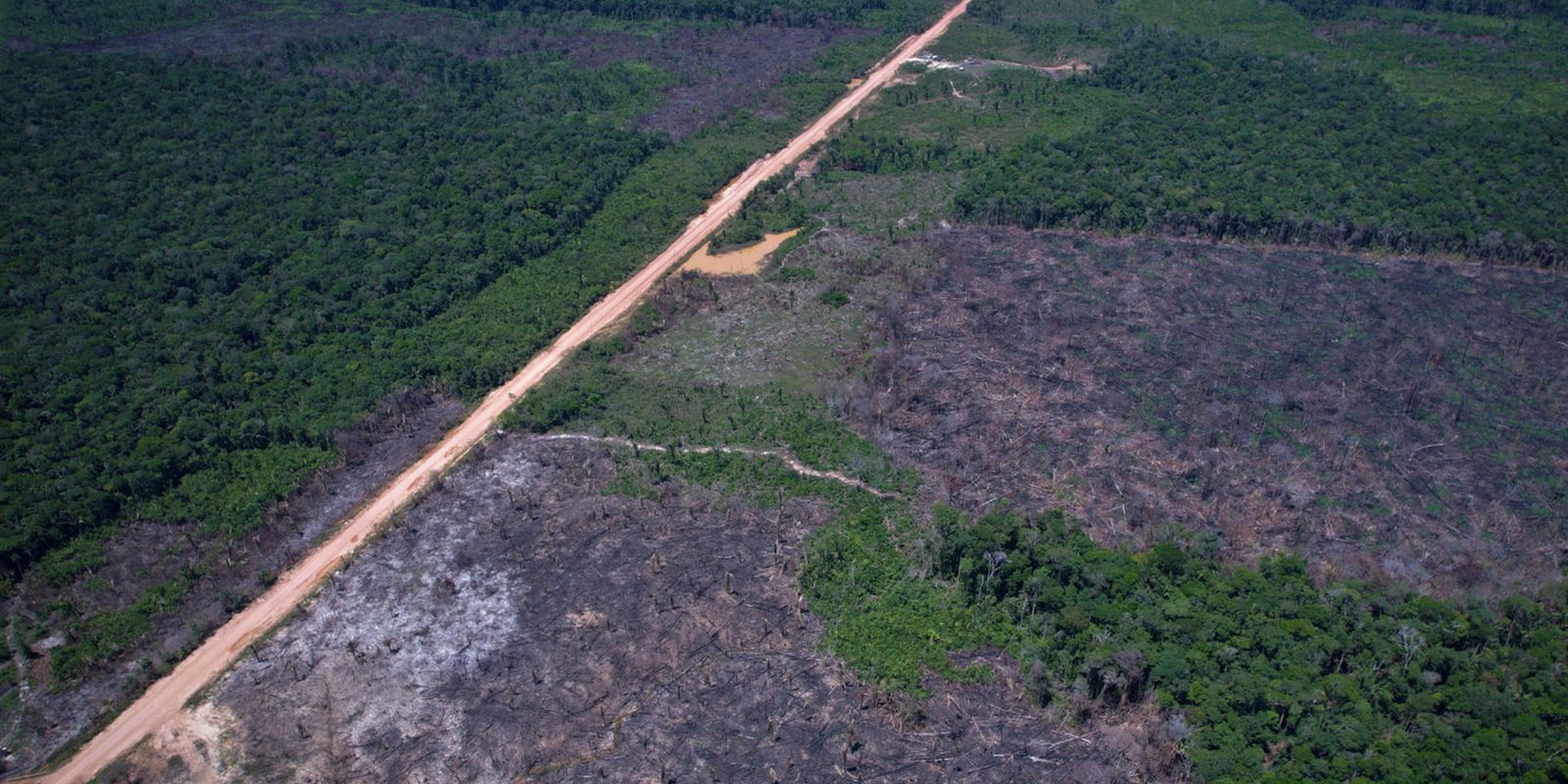 Desmatamento na Amazônia cai 10% em 2026, mas EUA criticam Brasil por tarifas