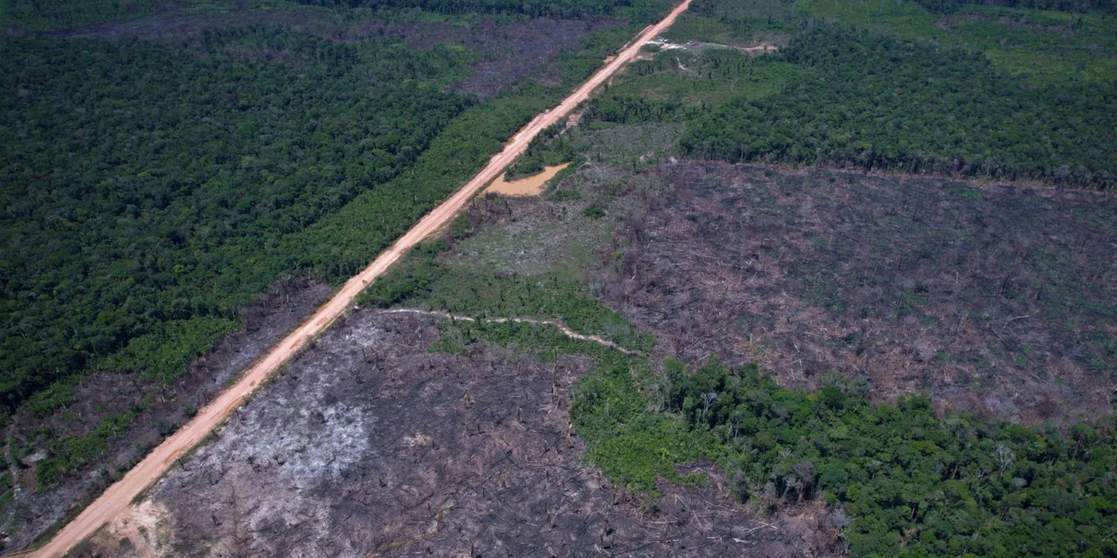 Desmatamento na Amazônia cai 10% em 2026, mas EUA criticam Brasil por tarifas