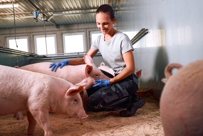 Dia do Suinocultor ressalta R$ 63,1 bilhões movimentados pela suinocultura brasileira