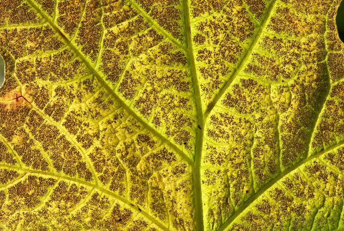 Diagnóstico molecular avança no combate à ferrugem asiática da soja no Brasil