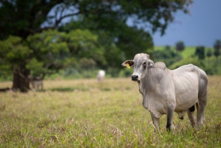 Diagnóstico rápido é crucial para controlar brucelose e proteger pecuária no Brasil