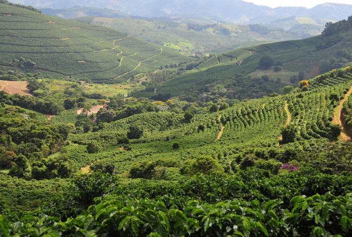 El Niño ameaça safra de café 2026/27 e Cooxupé debate estratégias em fórum