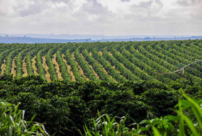 El Niño ameaça safra de café no Brasil e especialistas pedem manejo antecipado