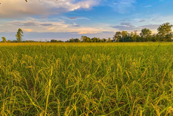 El Niño aumenta risco de brusone no arroz e alerta produtores para safra 2026/27
