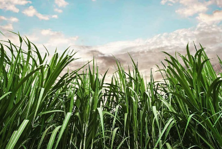 El Niño e clima extremo elevam preços do açúcar e pressionam mercado global