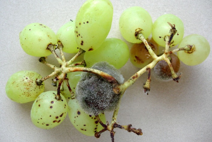 Embrapa avança no uso de fungo natural para combater podridão cinzenta em culturas agrícolas