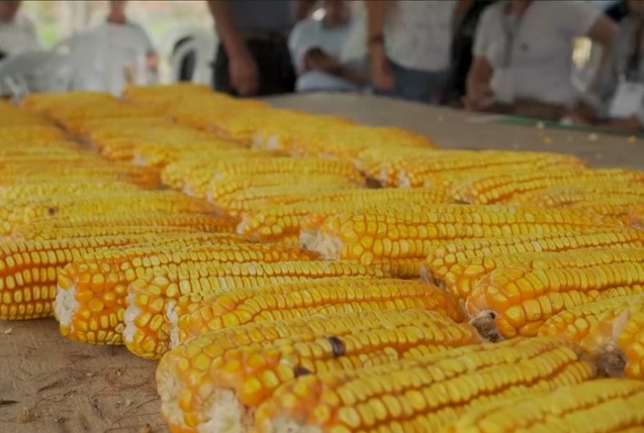 Embrapa disponibiliza vídeo gratuito para ajudar agricultores a escolher variedades de milho agroecológicas