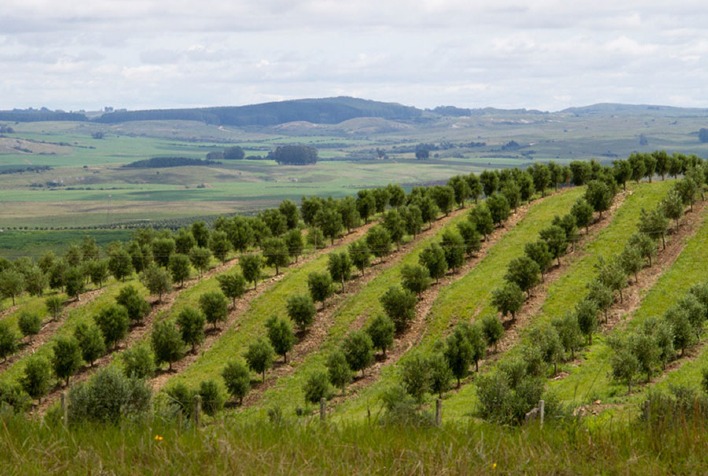 Embrapa orienta produtores do Sul a minimizar impactos do El Niño até 2027