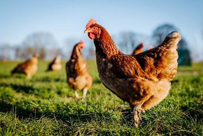 Equilíbrio entre oferta e demanda mantém preços do frango estáveis em junho