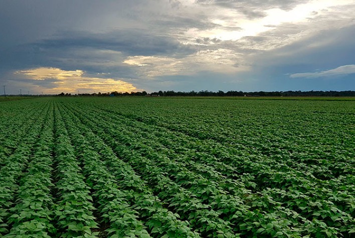 Espaçamento e população de plantas são cruciais para aumentar a produtividade do feijão