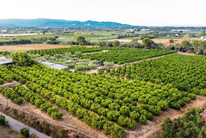 Exportação de frutas brasileiras cresce 13% e rastreabilidade é essencial para mercados globais