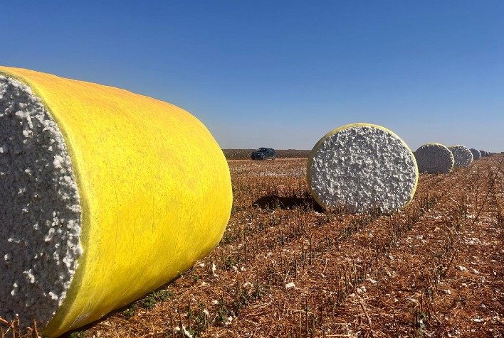 Exportações de algodão de Mato Grosso atingem recorde em junho com demanda da China