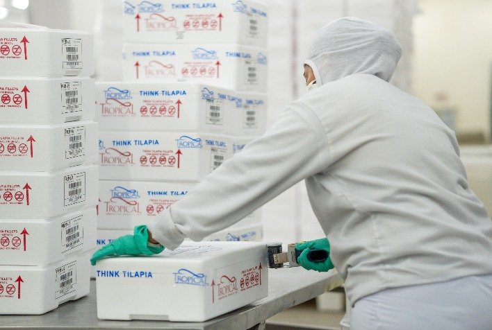 Exportações de tilápia alcançam recorde em 2026, mas preços internos caem