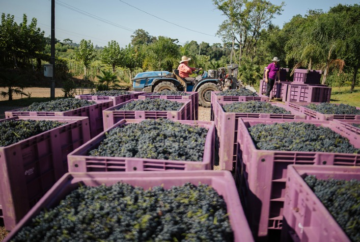 Exportações de uva do Brasil caem 30% no primeiro semestre de 2026 devido a tarifas e qualidade