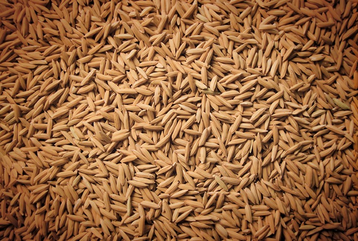 Farelo de arroz se destaca na bioeconomia e abre portas para mercados premium no Brasil