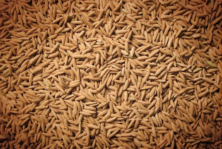 Farelo de arroz se destaca na bioeconomia e abre portas para mercados premium no Brasil