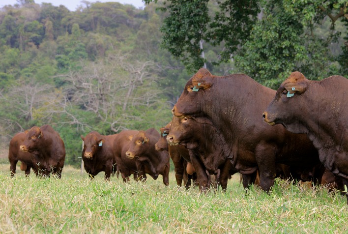 Fazenda Santa Silvéria lidera expansão da genética Bonsmara na pecuária brasileira