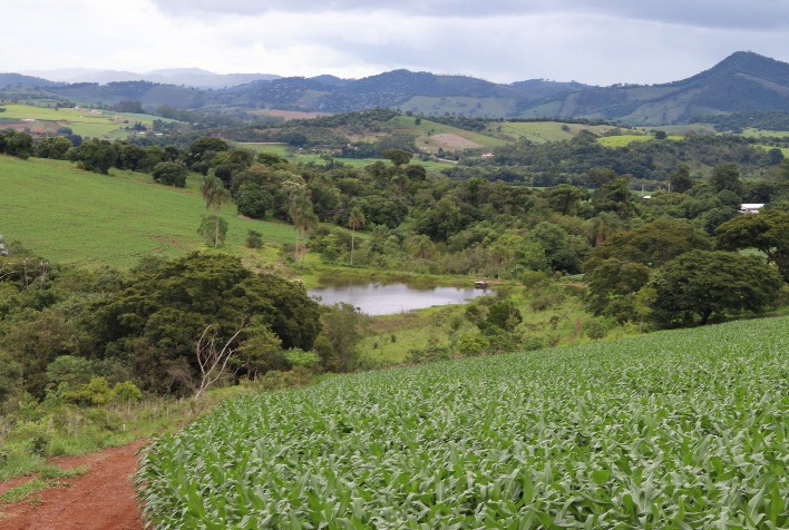 Fazenda em Minas Gerais atinge 99,7% de sobrevivência em reflorestamento e redefine padrões ambientais