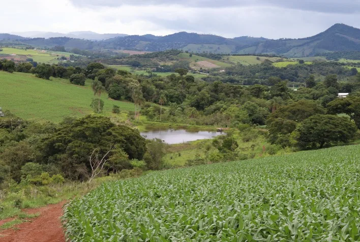 Fazenda em Minas Gerais atinge 99,7% de sobrevivência em reflorestamento e redefine padrões ambientais
