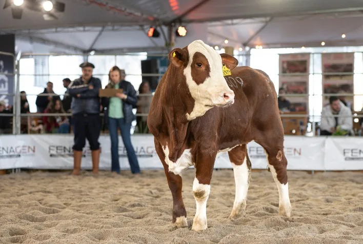 Fenagen 2026 destaca seleção genética inovadora e atrai especialistas da pecuária
