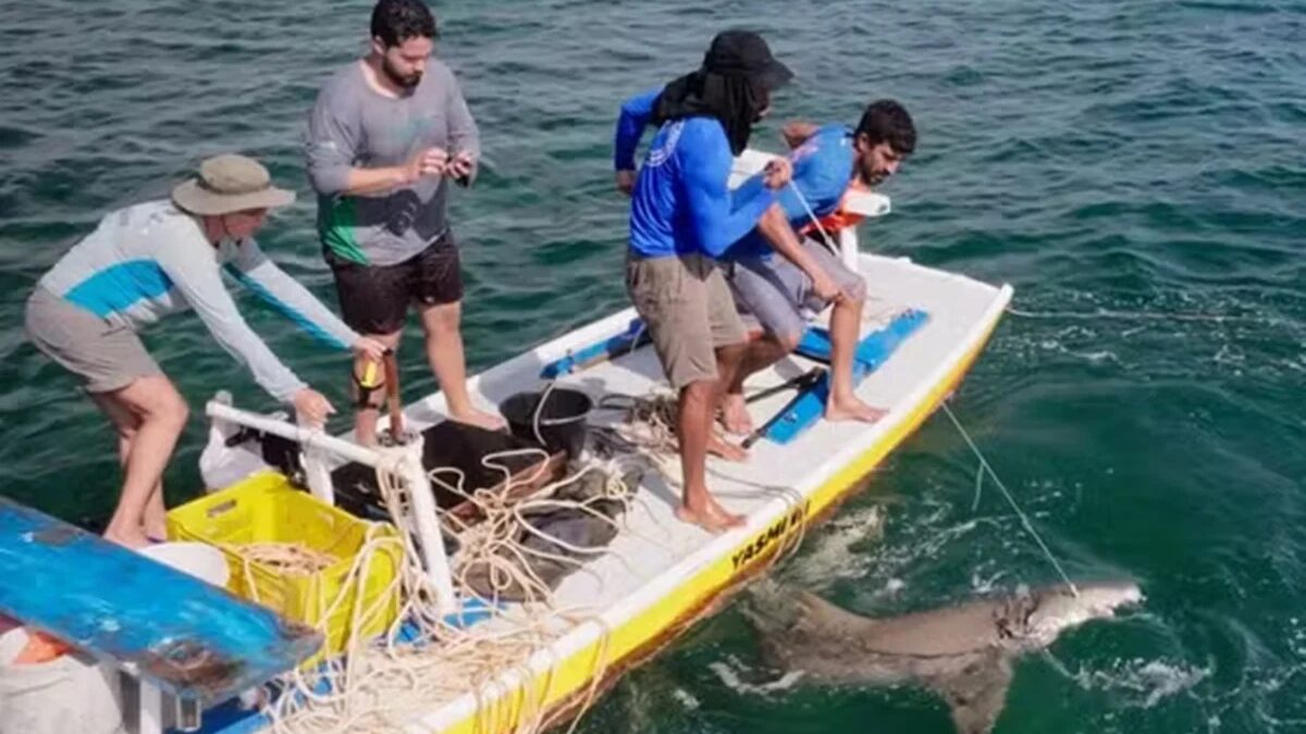 Força-tarefa resgata tubarão-limão com fita plástica em Fernando de Noronha