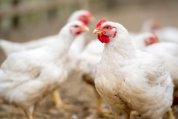 Frango vivo perde competitividade em julho com alta de milho e farelo de soja, aponta Cepea