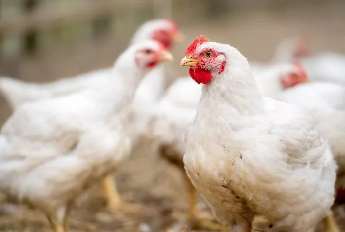Frango vivo perde competitividade em julho com alta de milho e farelo de soja, aponta Cepea