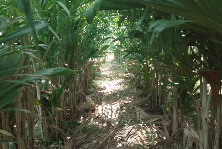 Fungo Trichoderma reduz em até 94% doenças da pupunheira e substitui fungicidas