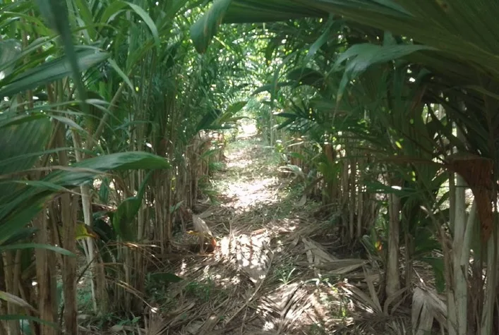 Fungo Trichoderma reduz em até 94% doenças da pupunheira e substitui fungicidas