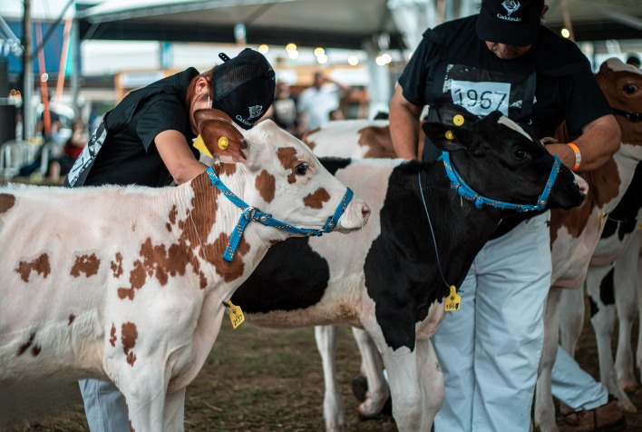 Gadolando abre inscrições para animais Holandeses na 49ª Expointer até 28 de julho