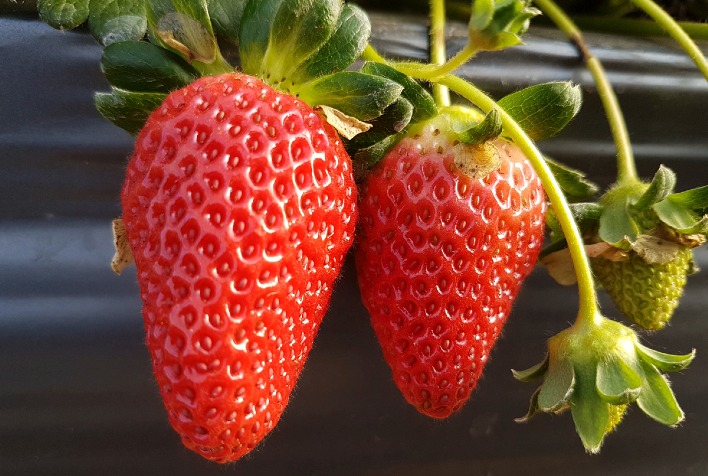 Geadas ameaçam produção de morango no Brasil e destacam manejo preventivo essencial