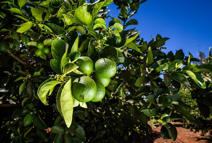 Greening ameaça citricultura no Brasil e exige manejo integrado urgente