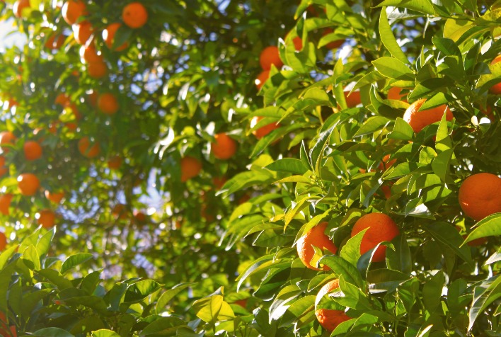 Greening avança e ameaça citricultura brasileira; prevenção se torna urgente